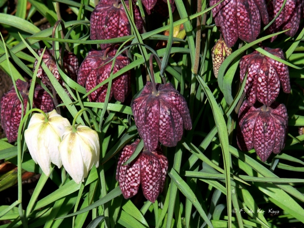 Le Bois des Moutiers (9) avril 2012